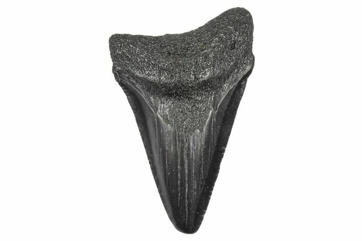Juvenile Megalodon Tooth - South Carolina #340525
